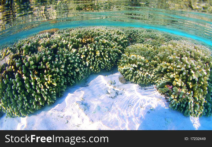 Below the mirror surface of a clear Maldives lagoon lies a thriving coral garden. Below the mirror surface of a clear Maldives lagoon lies a thriving coral garden