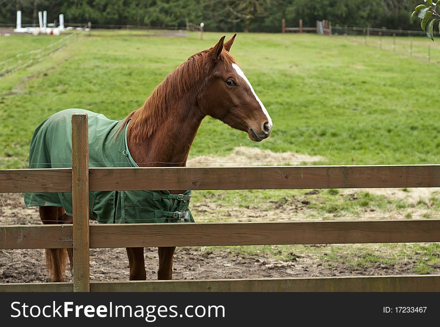 A brown horse behind a wooden fence in a large stable. A brown horse behind a wooden fence in a large stable