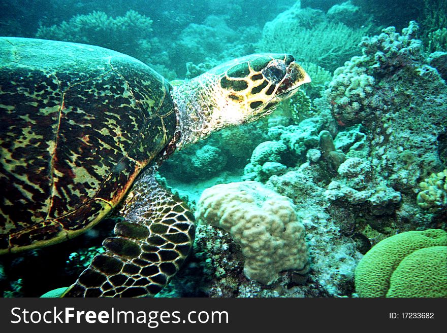 Turtles marine life under water