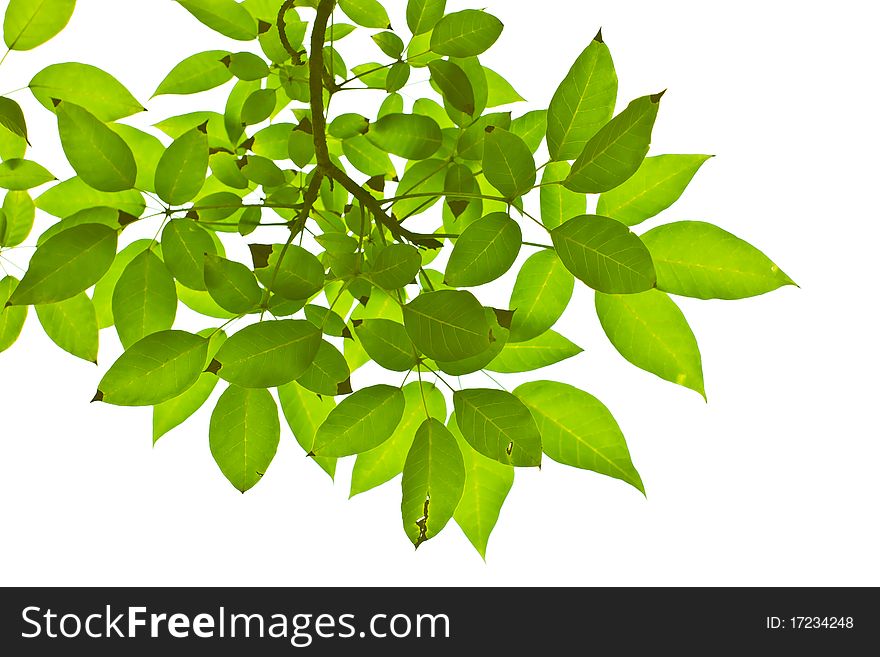 Green leave on white background. Green leave on white background