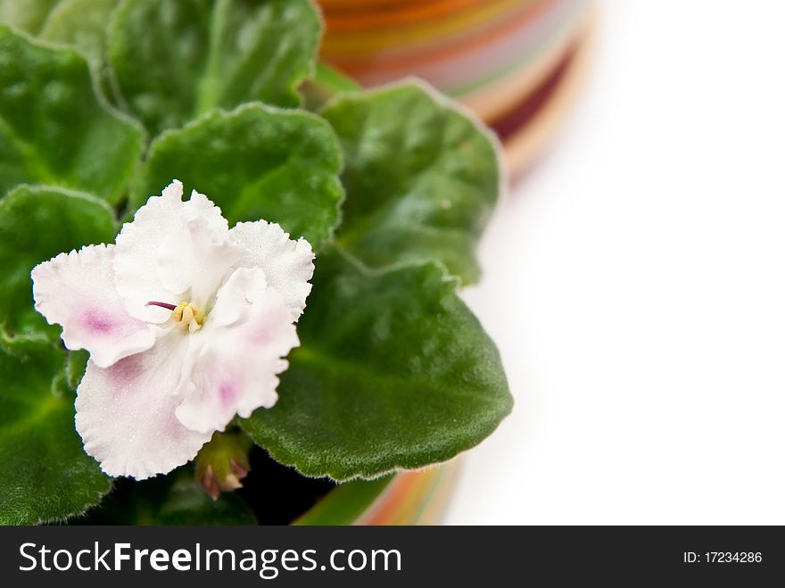 Potted violets in a row. Isolated on white background