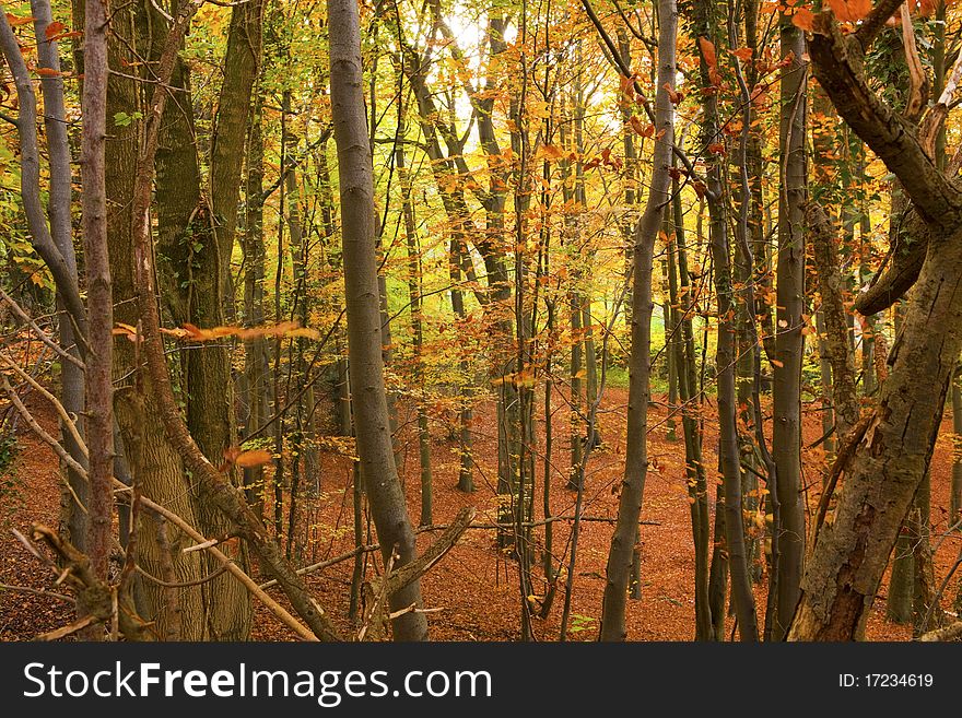 Trees are becoming bare with leaves scattered on the ground in autumn. Trees are becoming bare with leaves scattered on the ground in autumn.