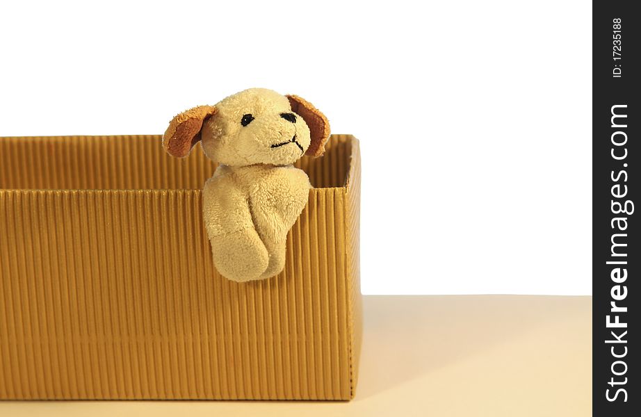 Small dog toy looking out from a box isolated. Small dog toy looking out from a box isolated