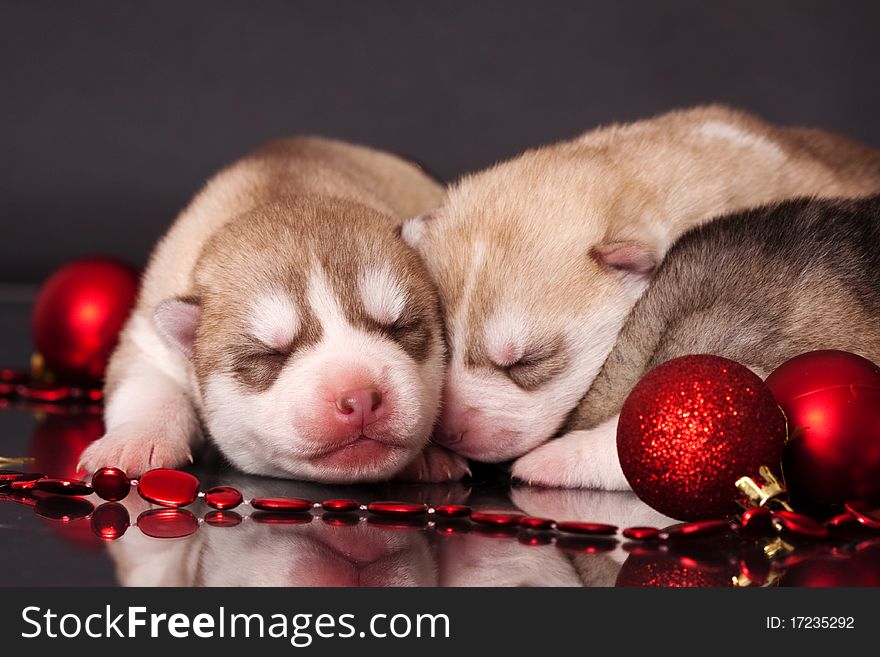 Newborn puppies in christmas theme. Newborn puppies in christmas theme