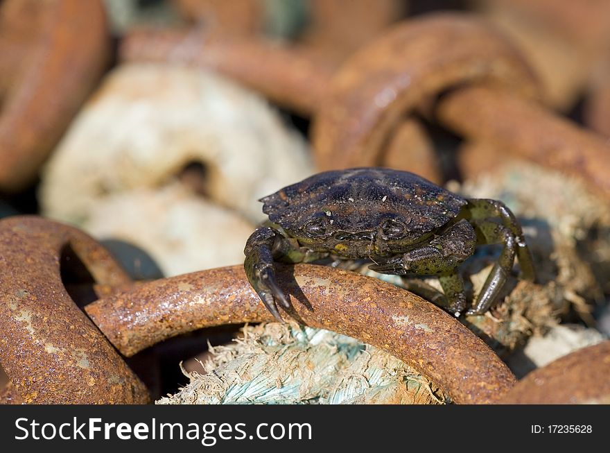 Shore Crab resting on dredging net