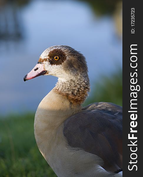 Egyptian Goose standing by water
