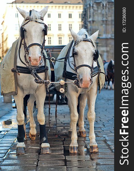 Vienna, Austria, a pair of horses harnessed to a carriage