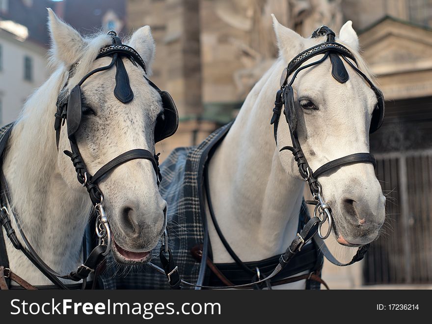 Vienna, Austria, a pair of horses harnessed to a carriage