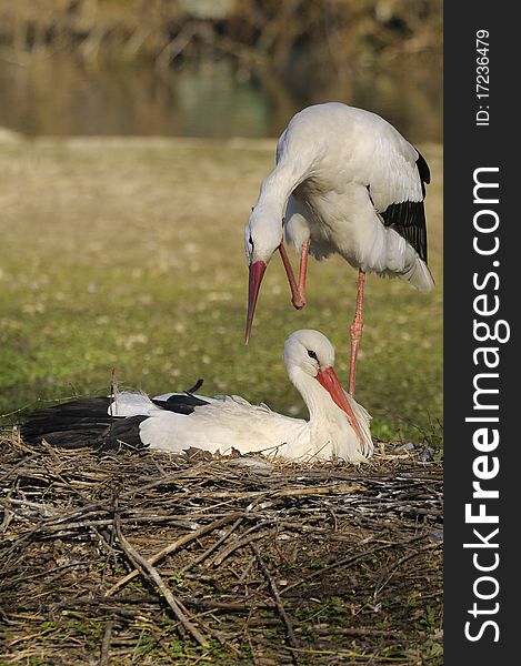 Two storks in the nest in a field