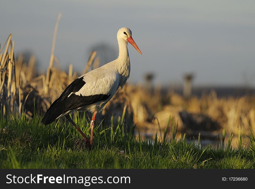 A stork in a meadow with a marsh in the background
