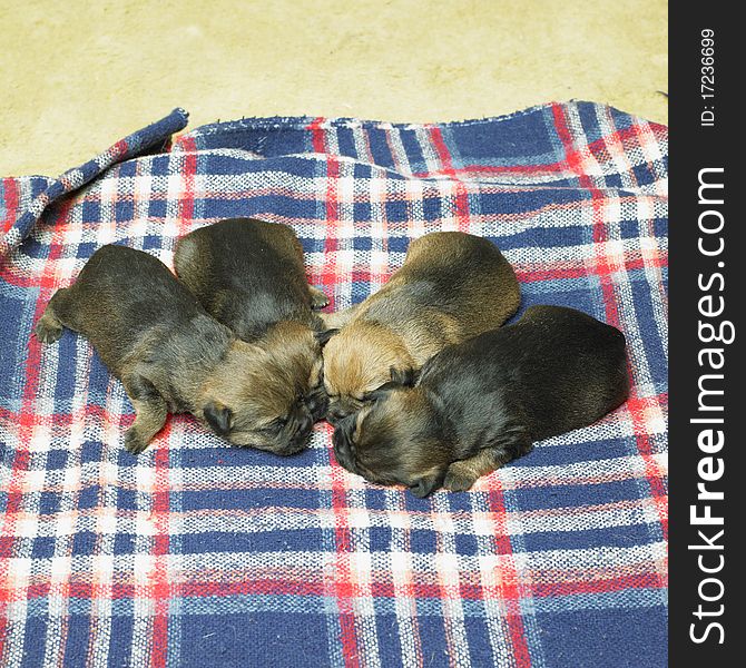 Lying puppies of border terrier