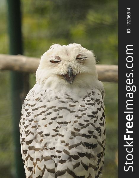 Portrait of snow owl with eyes closed