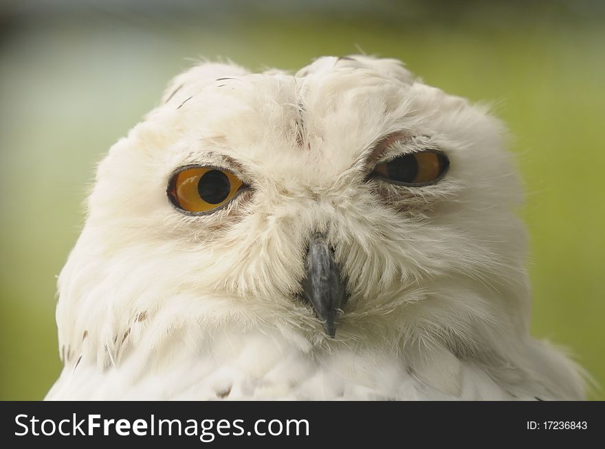 Close-up of snowy owl on a green background