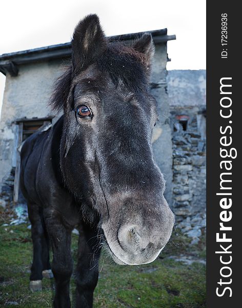 Close-up of a black horse with a house behind. Close-up of a black horse with a house behind