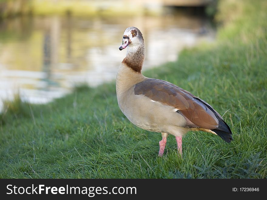 Egyptian Goose standing by water