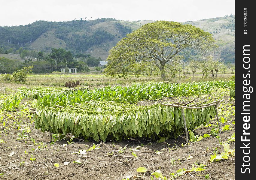 Tobacco harvest in Ciego de Avila Province, Cuba