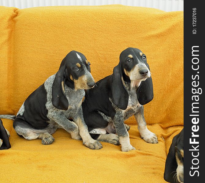 Two puppies sitting on sofa