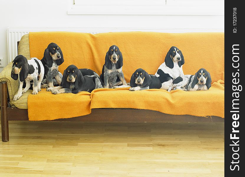 Puppies sitting on the sofa