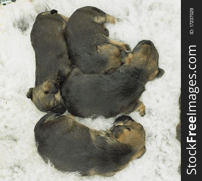 Sleeping puppies of border terrier
