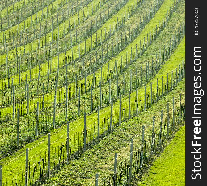 Vineyard Ulehle in Czech Republic