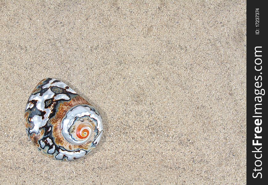 Beautiful turban shell on a warm sandy beach