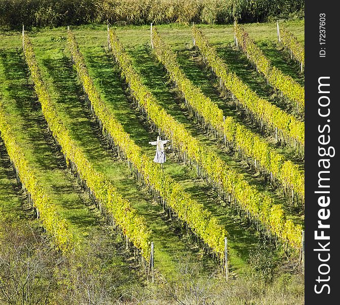 Vineyards, Czech Republic