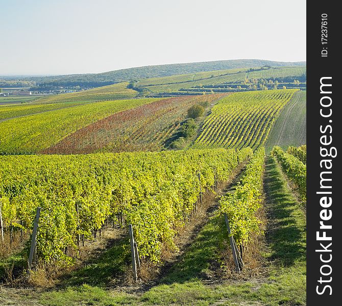 Vineyard of Palava in Czech Republic