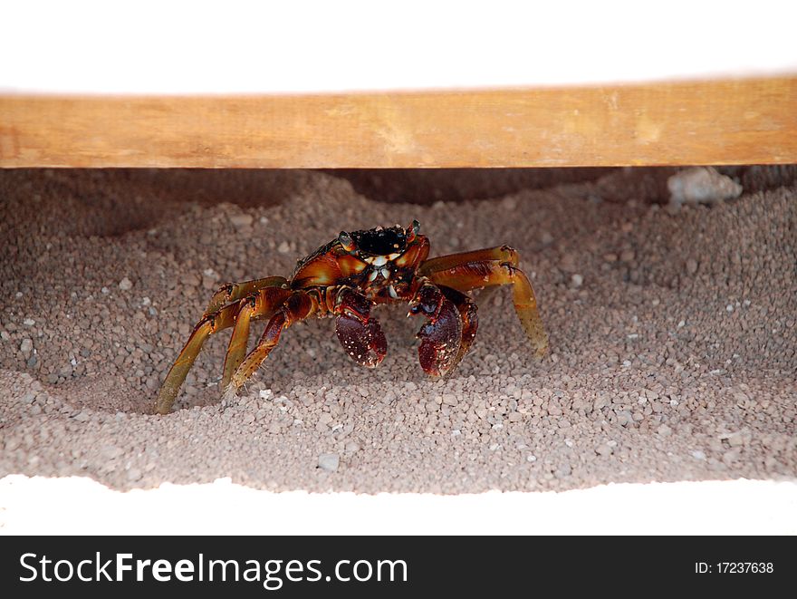 Small сrab on the sand. Small сrab on the sand