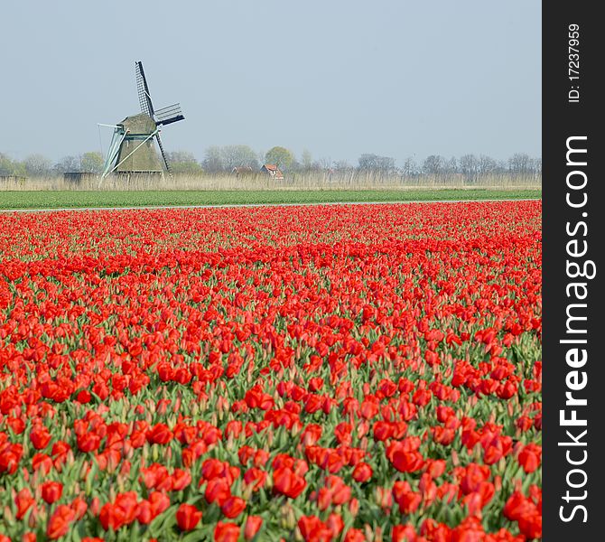 Windmill with tulip field near Ooster Egalementsloot canal, Netherlands