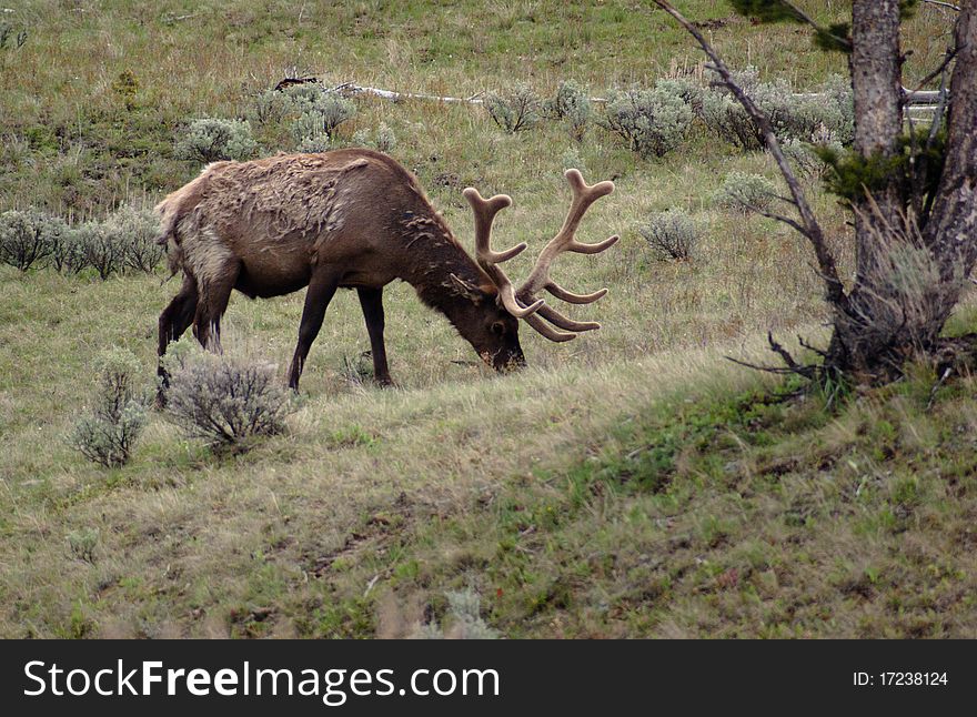 An Elk grazes in the early spring at Yellowstone. An Elk grazes in the early spring at Yellowstone.