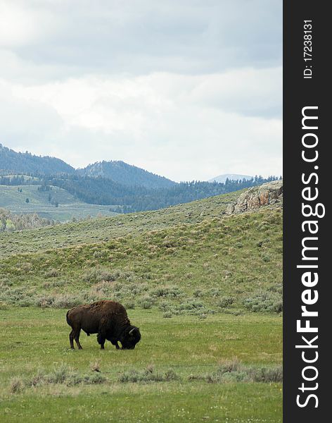 An American Bison grazes in the foothills of the Rocky Mountains.