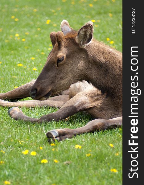 A young Elk relaxes in the early spring at Yellowstone. A young Elk relaxes in the early spring at Yellowstone.