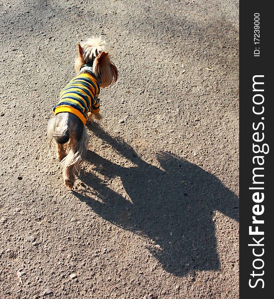 Cute yorkshire terrier in stripy pullover is running away by asphalt road. Cute yorkshire terrier in stripy pullover is running away by asphalt road