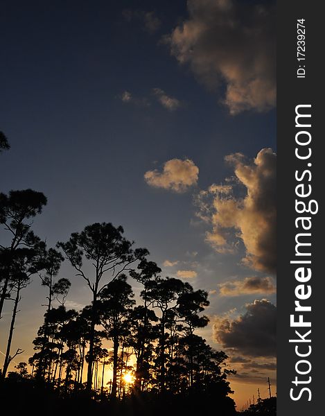 Pine trees in front of carrebean sunset