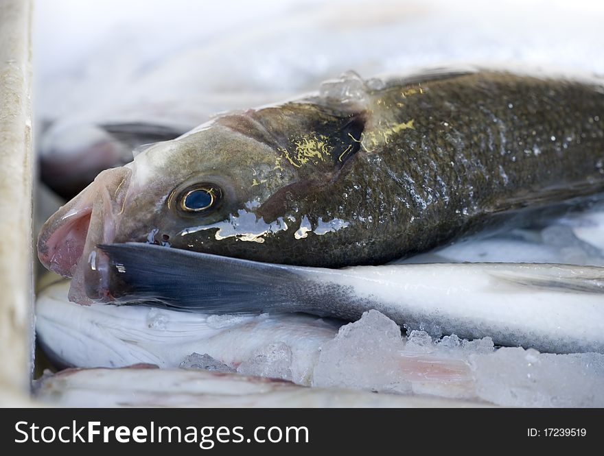 Freshly caught fish ready for sale