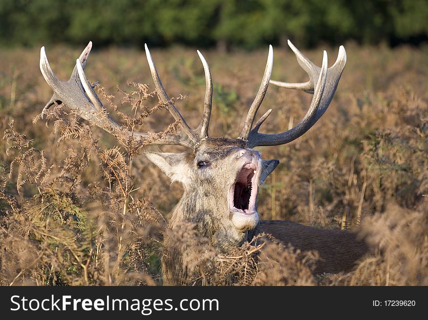 Red Deer male calling during rut