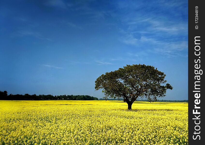 Yellow mustard field under the blue sky. Tezpur ,Assam, India.