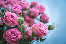 Bouquet Of Pink Roses On A Blue Background Stock Photo