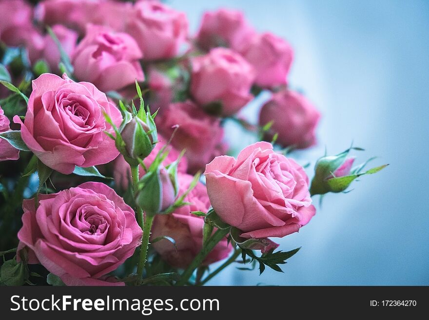 Bouquet of pink roses on a blue background. Bouquet of beautiful pink roses on Valentine`s Day. beautiful roses for the holiday. beautiful roses for a birthday. rose as background