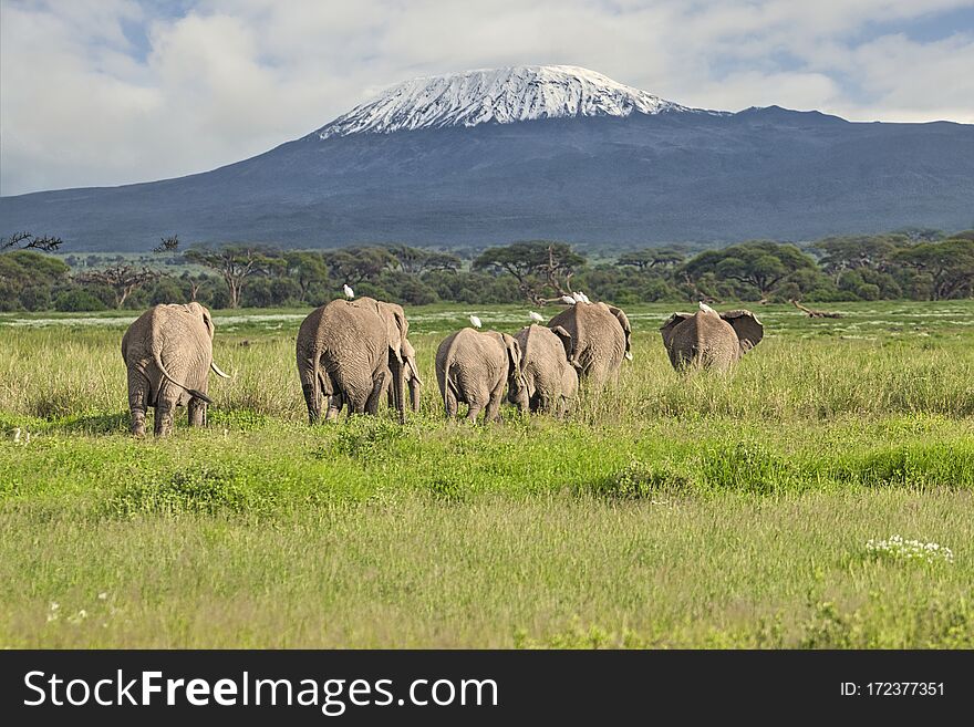 Elephants In The Amboseli National Park In Kenya