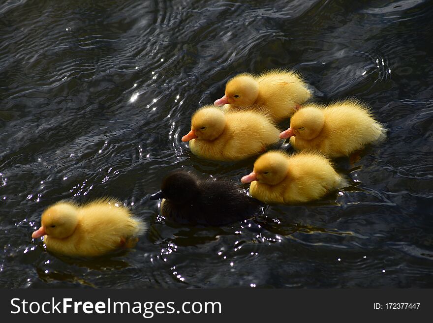 Yellow And Black Ducklings Having A Swim