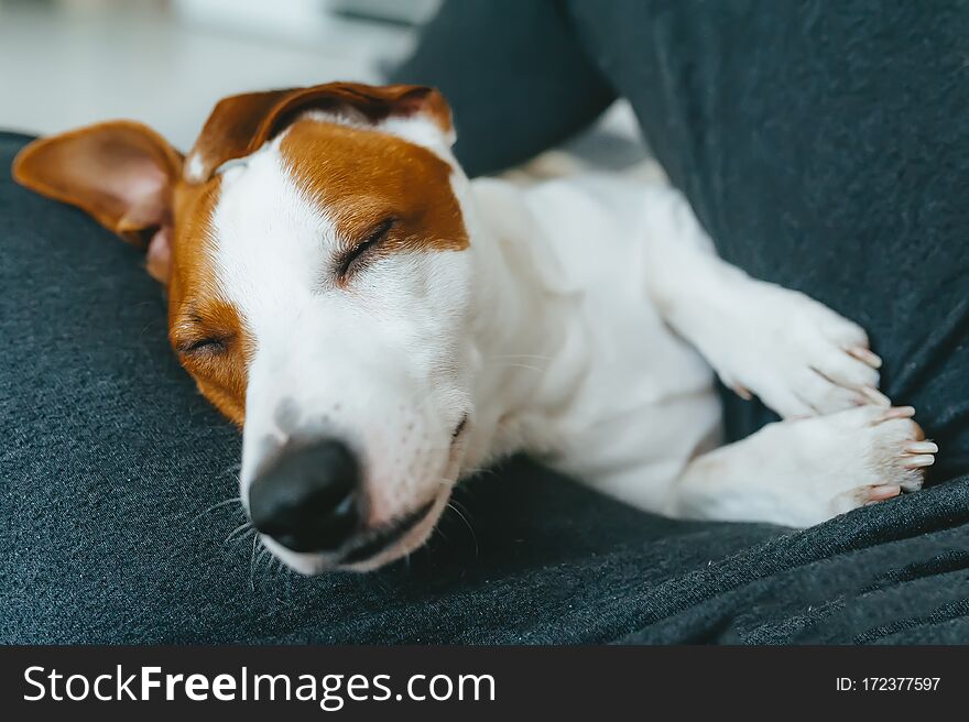 Portrait of a sleep dog jack russell terrier in the arms of his owner. Closeup