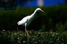 Walking Bird Royalty Free Stock Photo Walking Bird Royalty Free Stock Photo