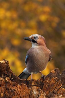 Eurasian Jay On A Rotten Log Stock Photography Eurasian Jay On A Rotten Log Stock Photography