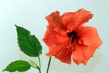 Hibiscus Flower With Leaves Stock Photos Hibiscus Flower With Leaves Stock Photos