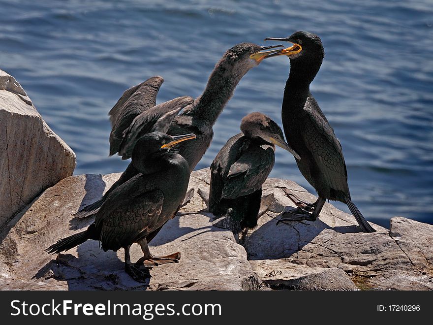 A shag family with one of the juveniles is about to take food from the adult male, on the Farne Islands in Northumberland, England.