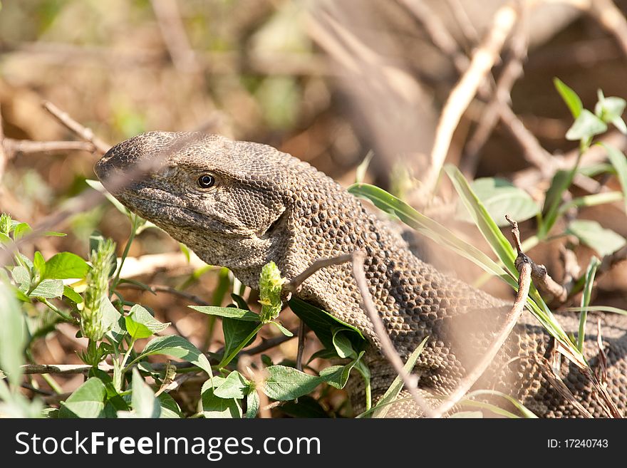 Nice african varan lizzard hiding in the vegatation