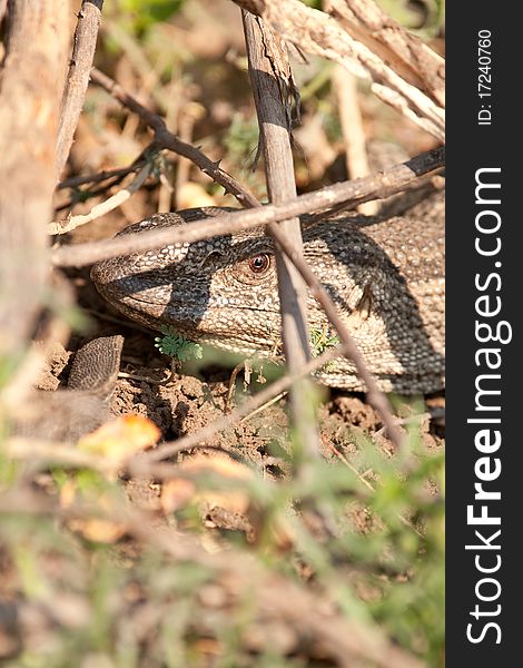 Nice african varan lizzard hiding in the vegatation