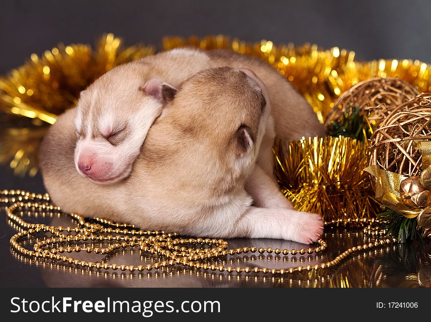 Newborn puppy in christmas theme