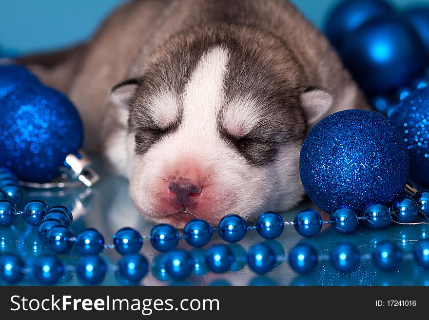 Newborn puppy in christmas theme
